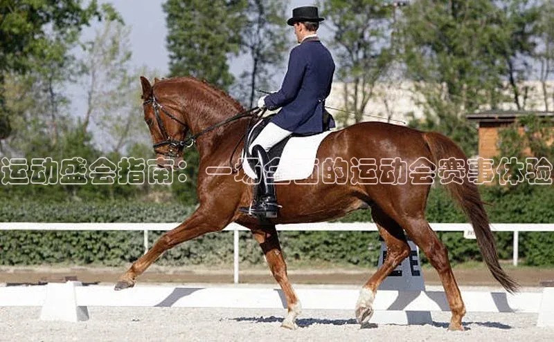 运动盛会指南：一场全面的运动会赛事体验